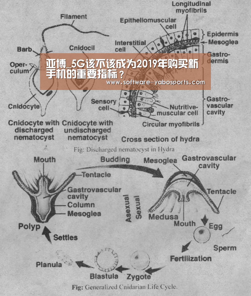 亚博